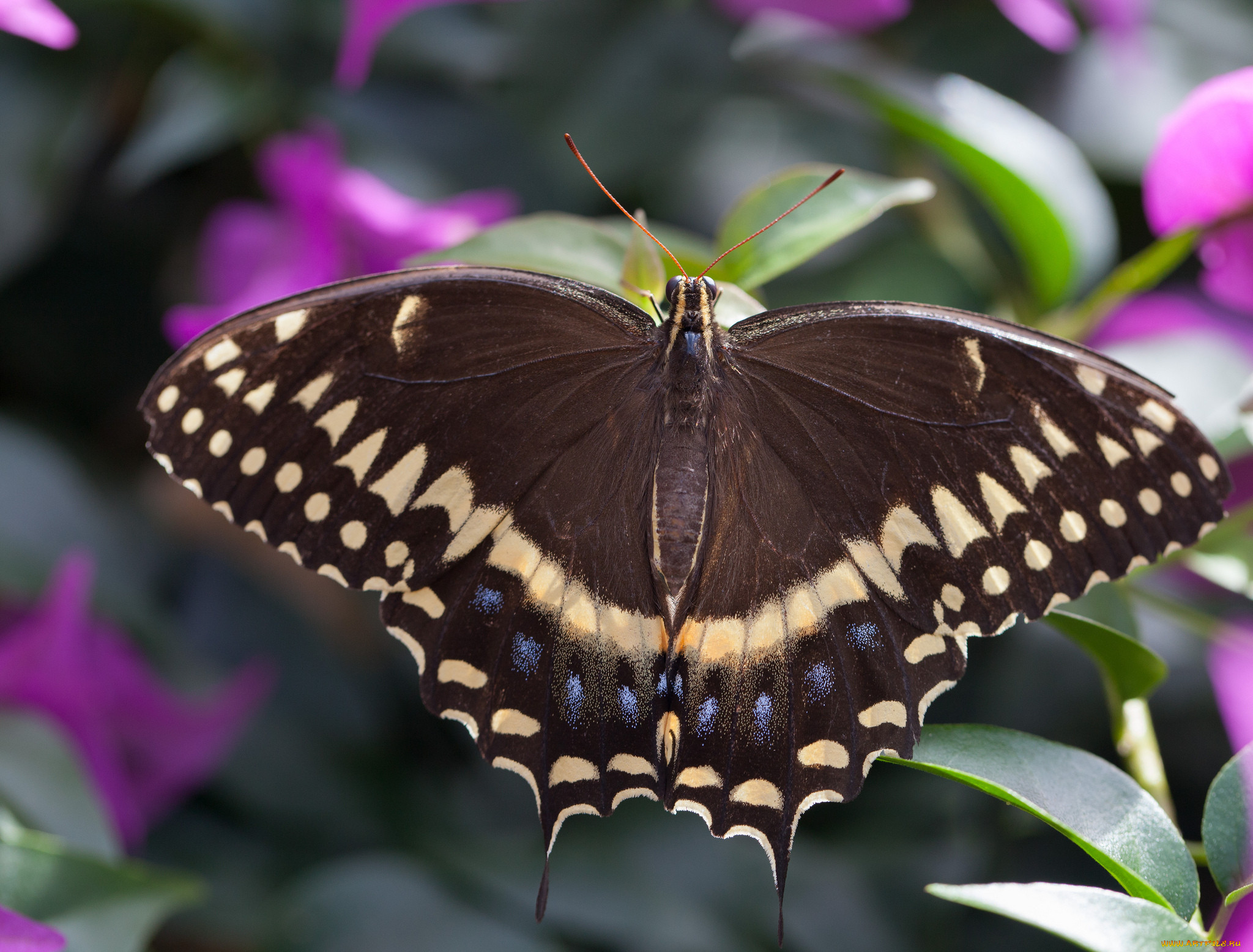 коричневые бабочки название и фото